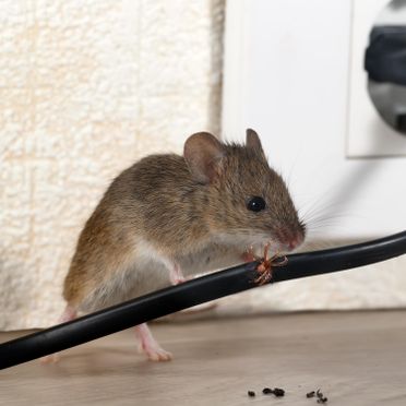Limpiresol ratón